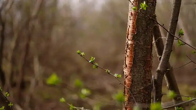Forår, natur, træer, grene, blomstre