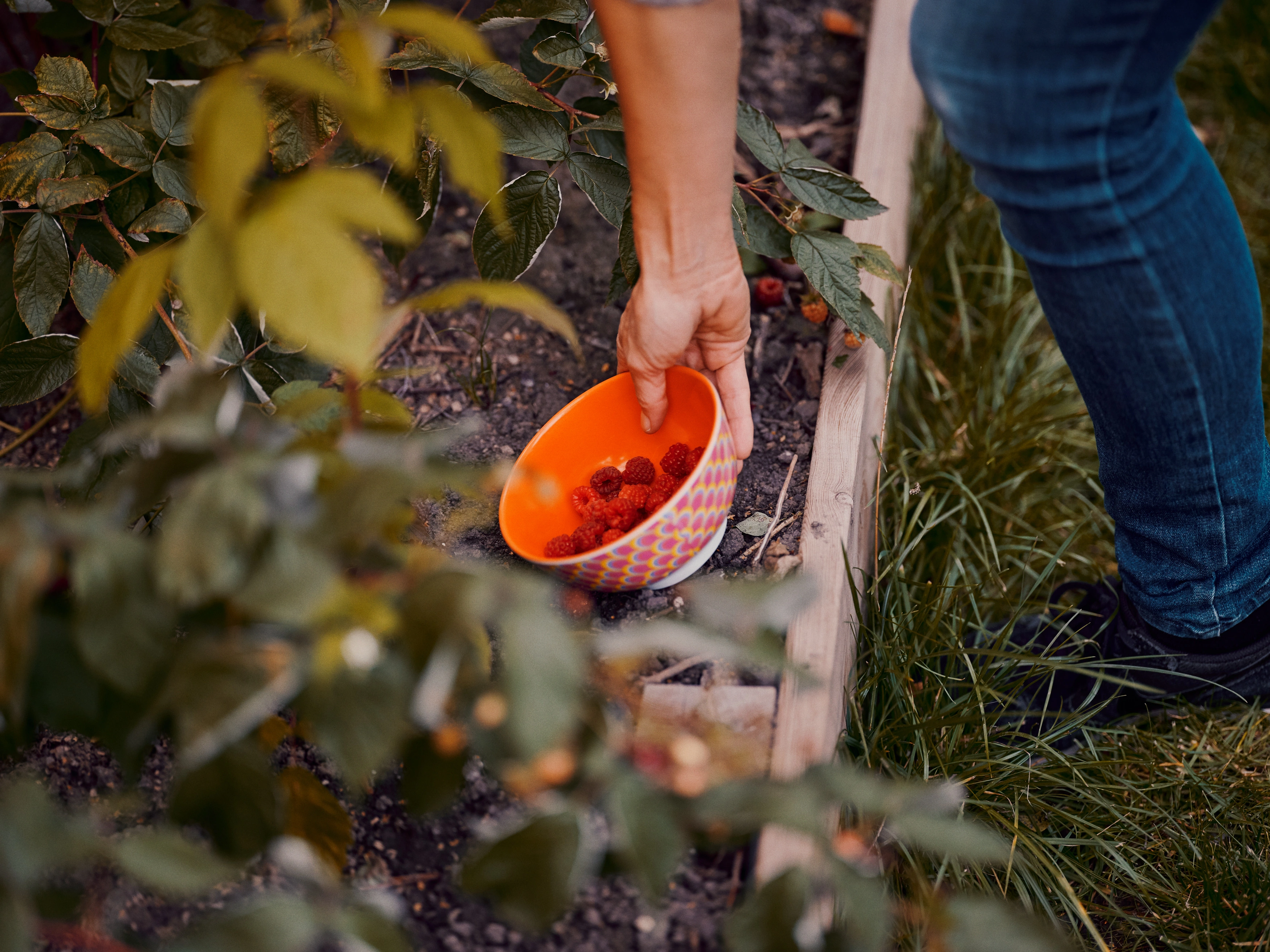 skål, hindbær, have, pension, forsikring, sikkerhed, mental sundhed